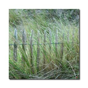 Impression sur toile ganivelle dans la dune